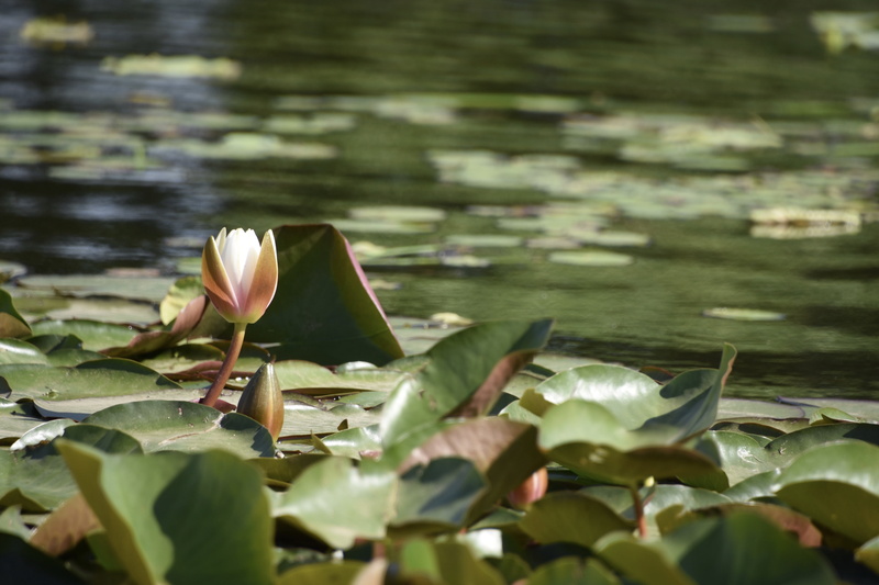 lotus, outdoors, leaf, water lily, vulnerability, lake, water, beauty in nature, flowering plant, 5K, wind scraped through the beijing, floating on water