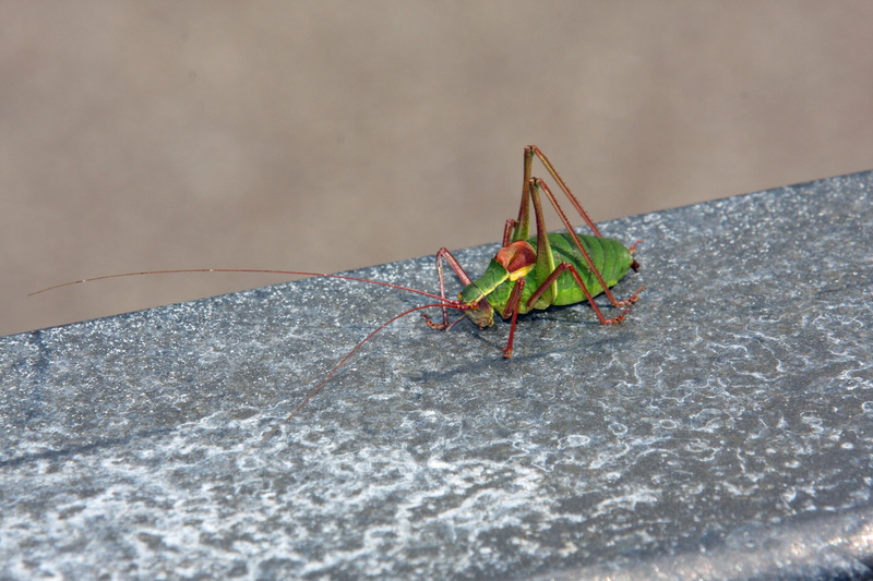 close-up, scrape, green color, animal wildlife, rock, pest control, wall - building feature, animal themes, solid, grasshoppers, close, animal, animals in the wild