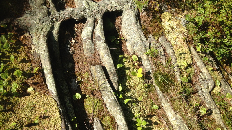 5K, forest, trunk, nature, tree trunk, tranquility, pink granite, moss, textured, canada, beausoleil island, beauty in nature, glacier, no people, rock