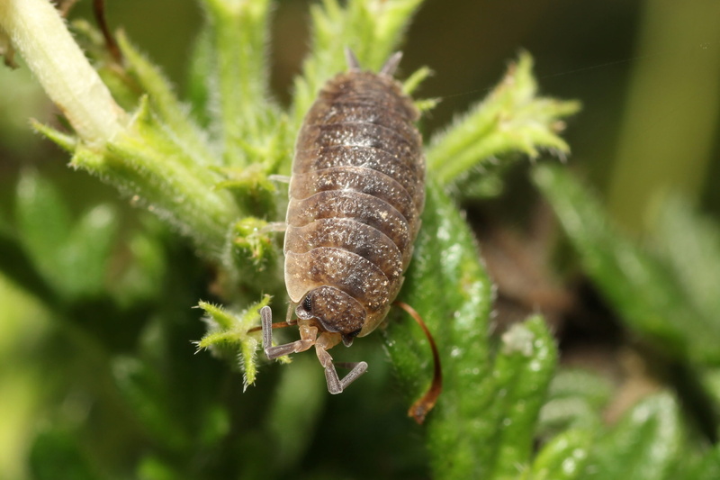 close-up, armored, close, gastropod, wildlife photography, snail, caterpillar, animals in the wild, animal portrait, plant part, invertebrate, eyes, creature