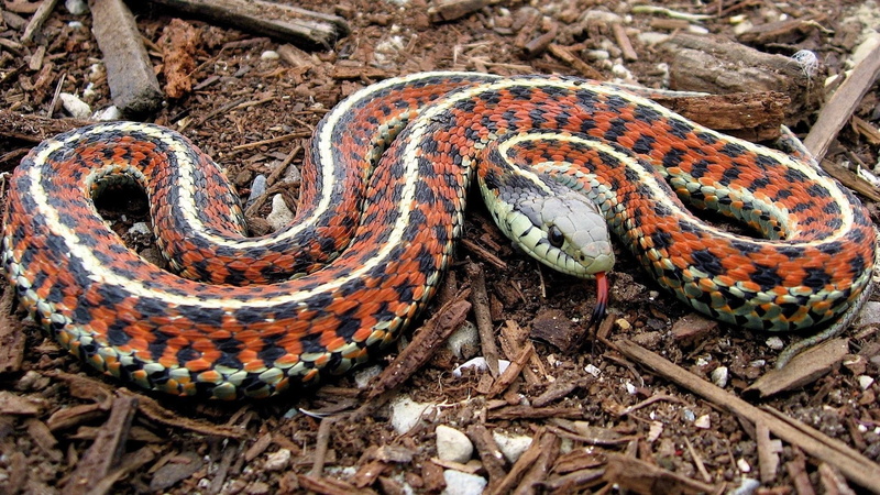 Reptiles, Garter Snake, 1080P