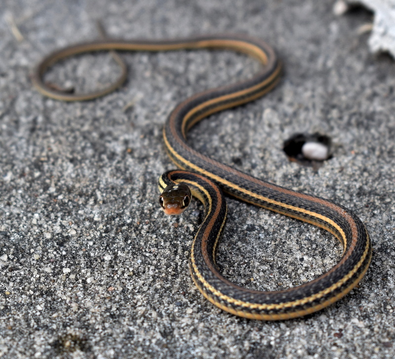 animal wildlife, vertebrate, day, scales, coldblooded, high angle view, strike, close-up, solid, bitten, nature, gray, bite, 2K, snake, rock, Reptile
