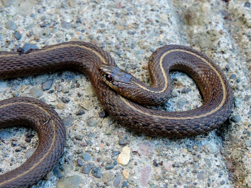 animals in the wild, reptile, poisonous, sign, garter snake, vertebrate, 4K, day, close-up, animal wildlife, animal scale, garter, rock - object, animal themes