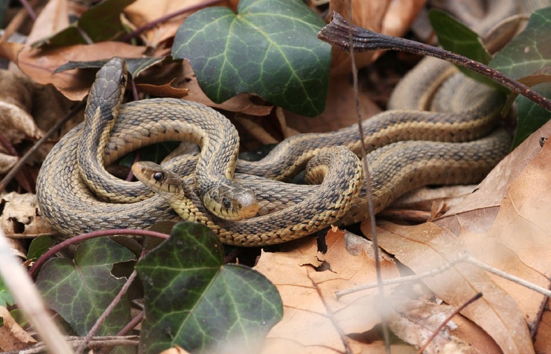 1080P, wildlife, reptiles, animals in the wild, macro, snake, land, plant, serpents, curled up, reptile, day, close up, poisonous, warning sign, dry, sign