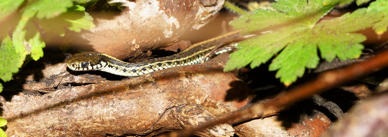 outdoors, garter snake, 4K, lizard, land, animal themes, rainforest, animal wildlife, hunter, poisonous, snake, animal body part, animal, animal world