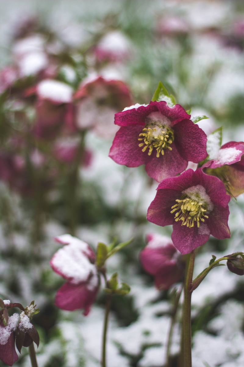 fragility, flower, vulnerability, blossom, day, inflorescence, red, united kingdom, no people, flowering plant, 5K, hellebore, spring, enfield, myddelton house gardens