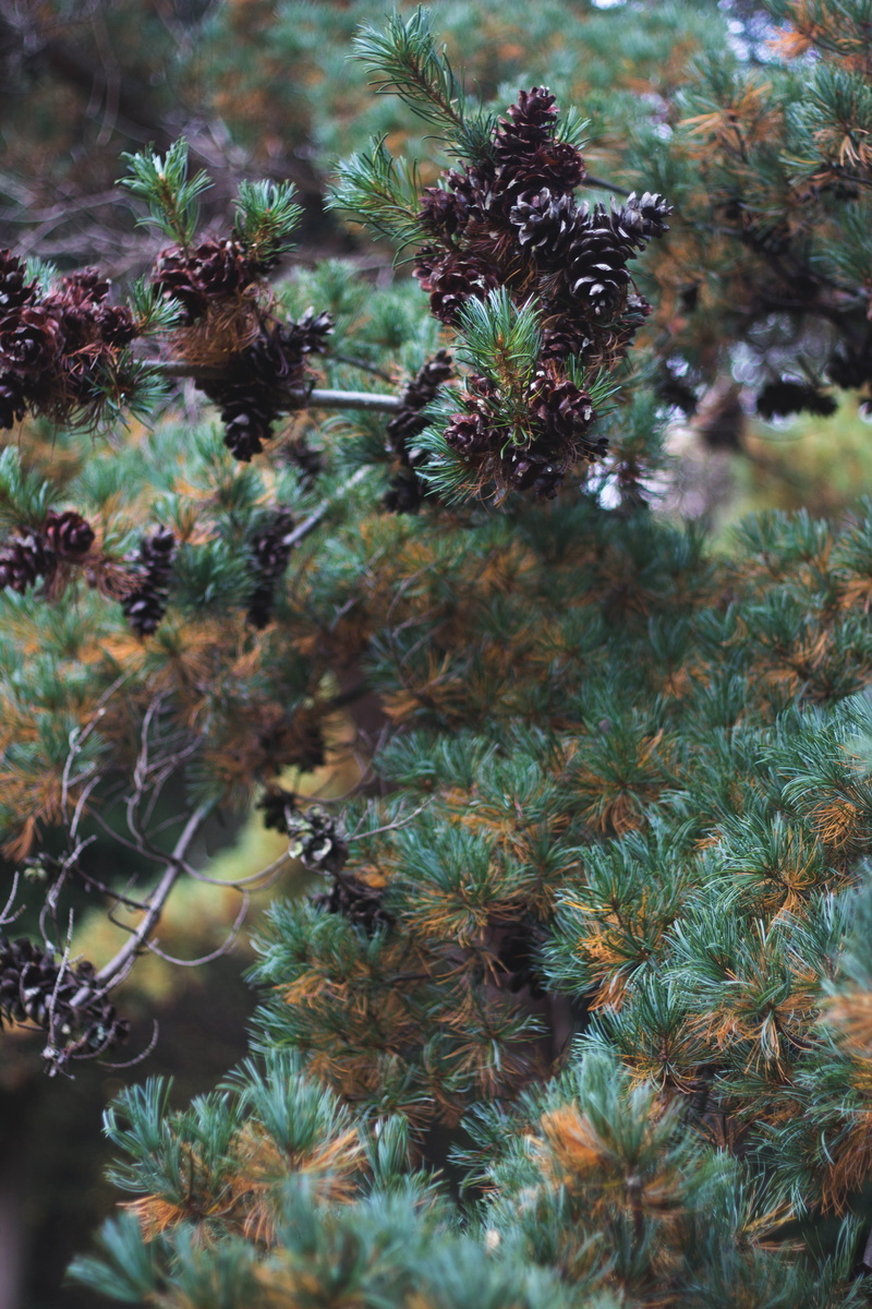 selective focus, trees, enfield, tranquility, day, field, nature, green color, 5K, pine cone, animals in the wild, no people, pine, full frame, coniferous tree