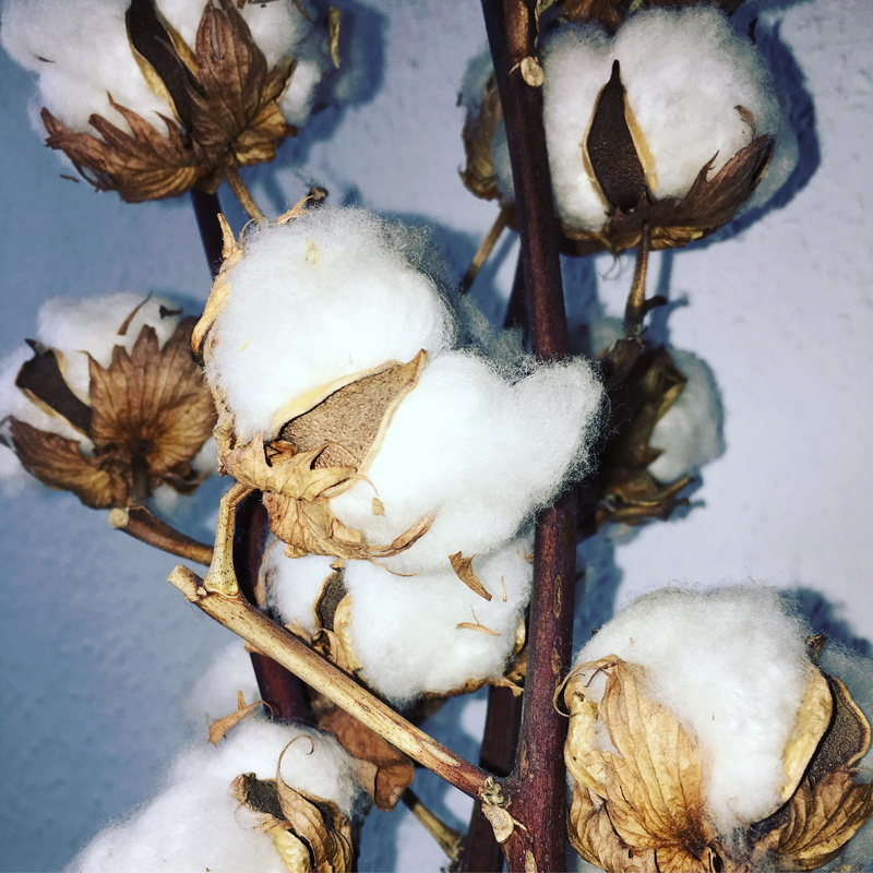 nature, winter, representation, wall - building feature, photo, hanging, cotton shrub, no people, cotton plant, snow, close-up, outdoors, cold temperature