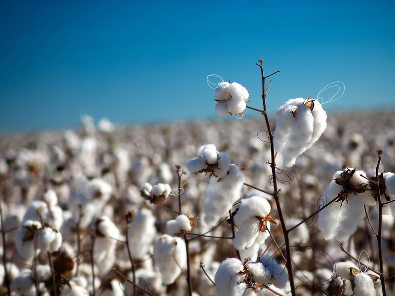 cotton Plant, springtime, vulnerability, farm, tranquility, rural Scene, bird, cold - Temperature, flower, summer, plant, close-up, flowering plant, field