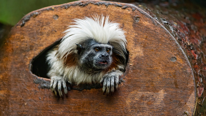 Animal, Cotton-Topped Tamarin, Monkeys, 4K, Tamarin