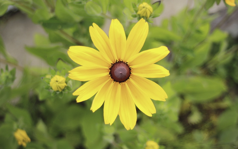 flower, color, one animal, freshness, inflorescence, plant, vulnerability, large, beauty in nature, growth, petal, pollen, 4K, flowering plant, focus on foreground