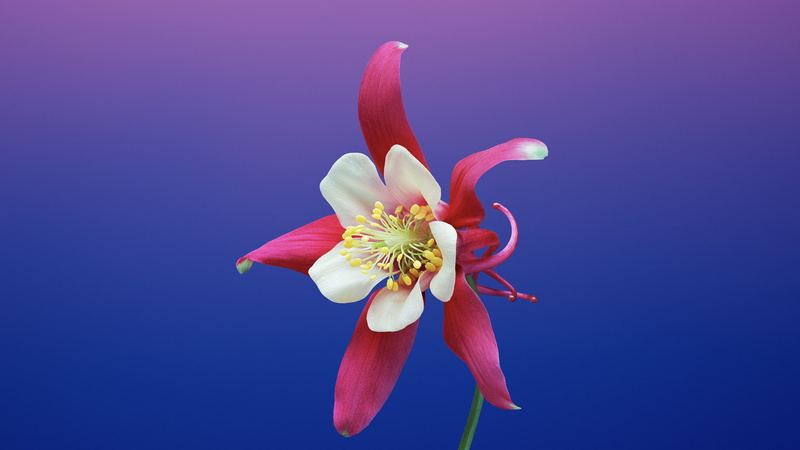 retina, 2K, white, 4k, iOS11, WWDC 2017, petaled, HD, flower, pink, iPhone X, iPhone 8
