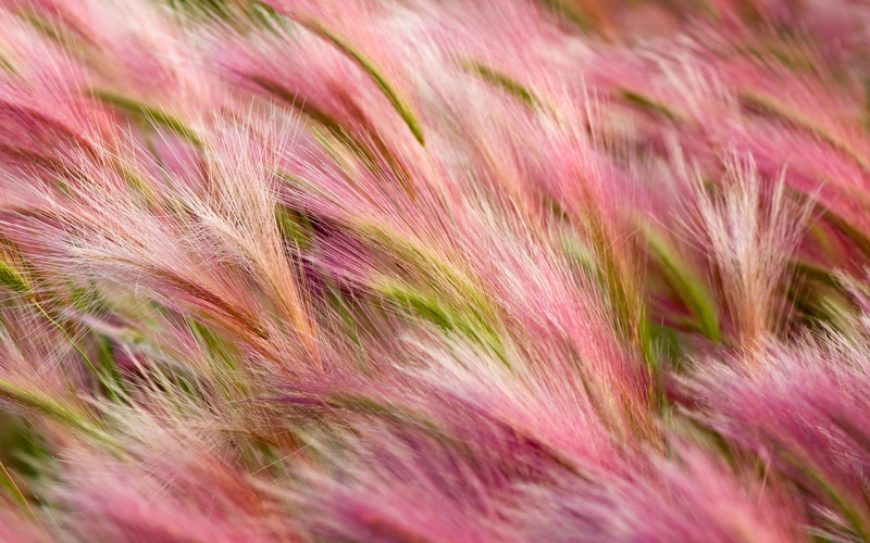 barley, 2K, foxtail