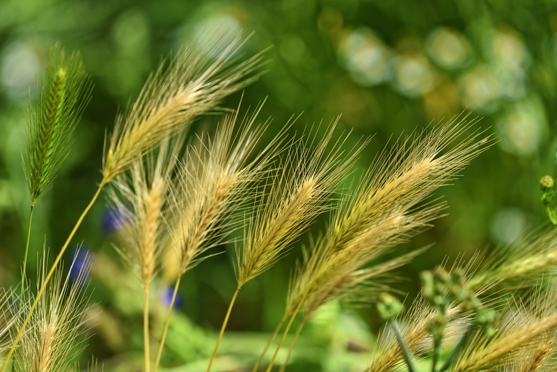 wild, 5K, grass, no people, landscape, wheat, foxtail, nature, photography, foxtail barley, focus, land, rural scene, agriculture, green color, weed, selective