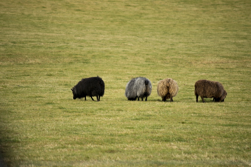 land, day, mammal, no people, sheep, landscape, plain, group of animals, herbivorous, animal wildlife, field, animals in the wild, 5K, grazing, domestic animals