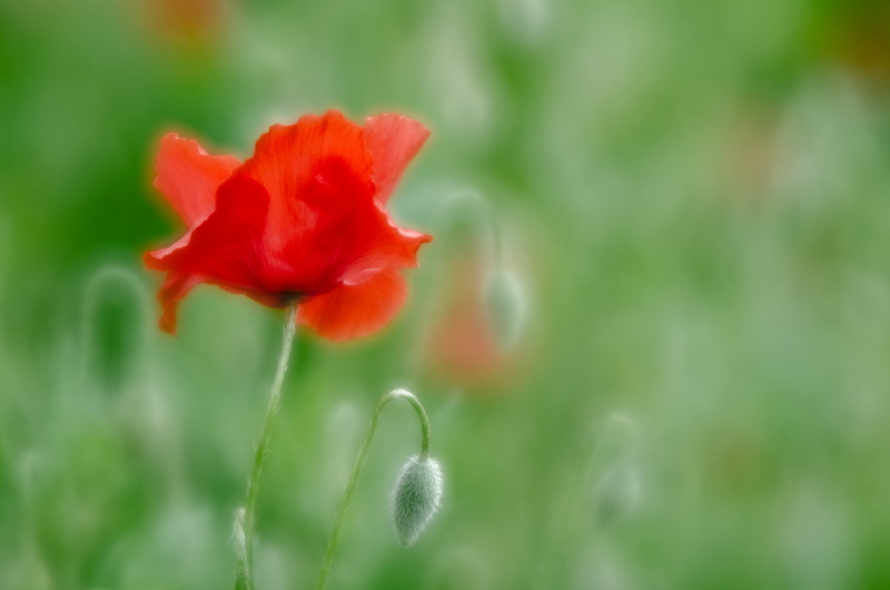 flora, blossom, flower Head, isolated, summer, soft, Lensbaby, photography, meadow, 4K, selective, green Color, D7000, bokeh, April 10, dreamy, Velvet