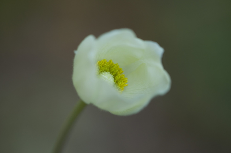 outdoors, yellow, 4K, petal, natural, elegant, romantic, perennial, vitality, bloom, delicate, love, vibrant, springtime, black background, floral, green color