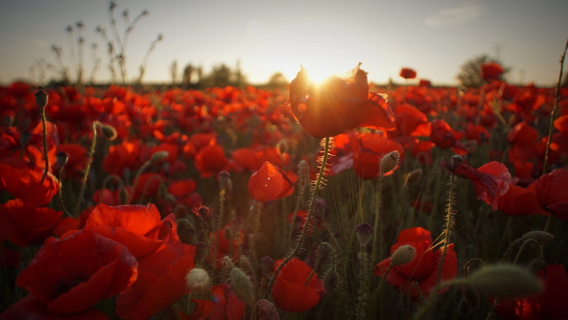 flowering plant, fields, wildflower, daytime, 2K, beauty in nature, landscape, outdoors, botany, nature, flora, sunrise, sky, rural, poppy, springtime