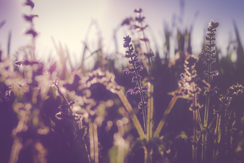 sun, tranquility, silhouette, focus on foreground, 4K, freshness, selective, focus, beauty in nature, herb, flowering plant, lavender, photography, nature