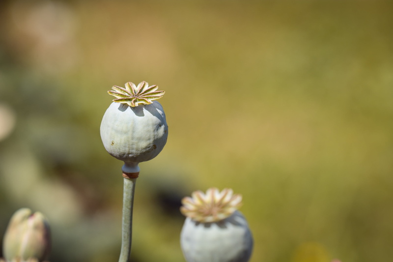 plant, poppy, focus on foreground, summer, inflorescence, close, garden, poppy seeds, fragility, growth, day, bud, buds, photography, decoration, poppy capsules