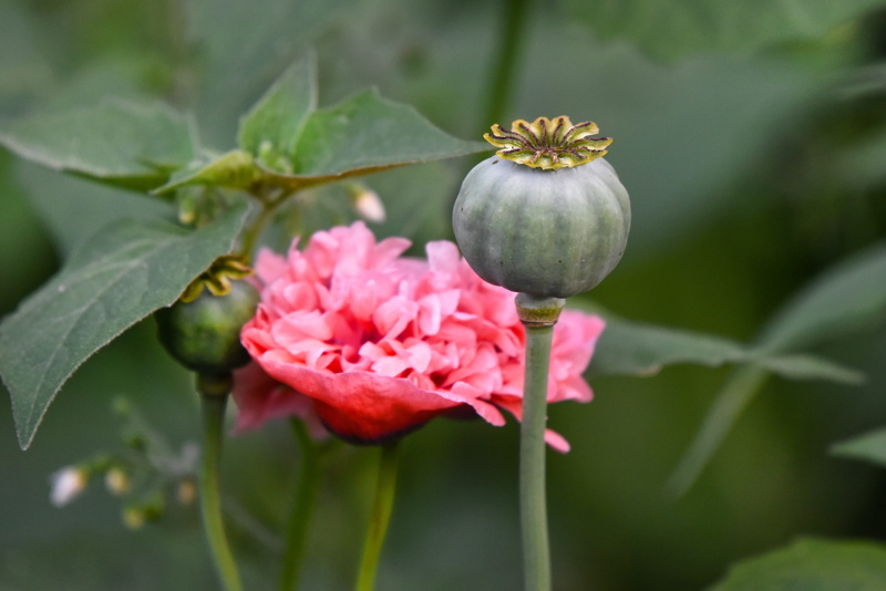 medicinal drug, petal, papaver somniferum, green, vulnerability, fruit, bud, freshness, morphine, close-up, leaf, seed head, edible, green color, beauty in nature