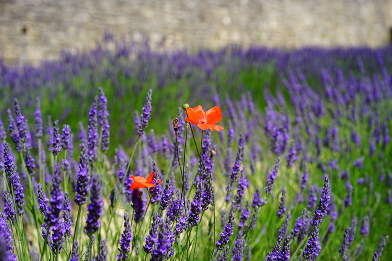 purple, narrow leaf lavender, lavendula, plant, lavandula vera, beauty In Nature, herb, medicinal plant, flora, lavender cultivation, freshness, fragility