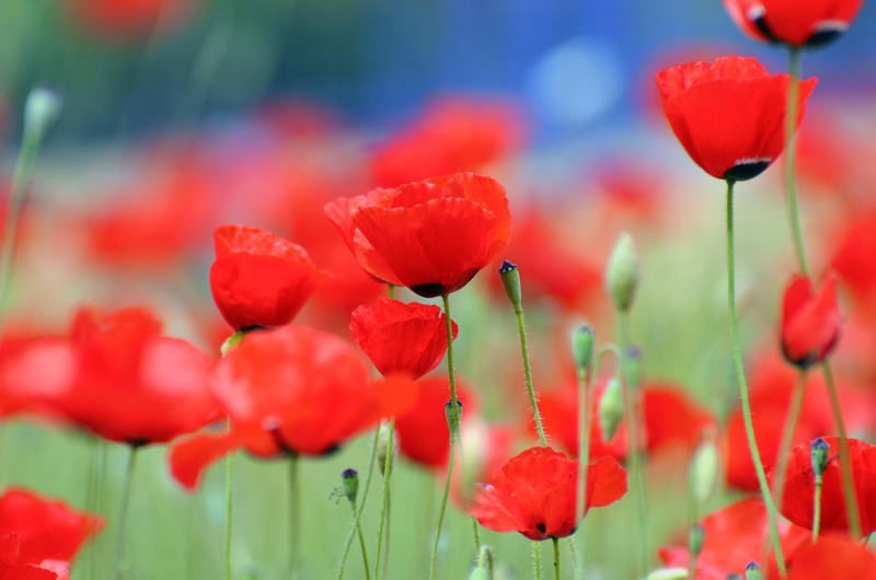 poppy, vulnerability, freshness, garden, blossom, photo, bright, selective, inflorescence, flowering plant, love, day, red, blooming, season, leaf, bloom