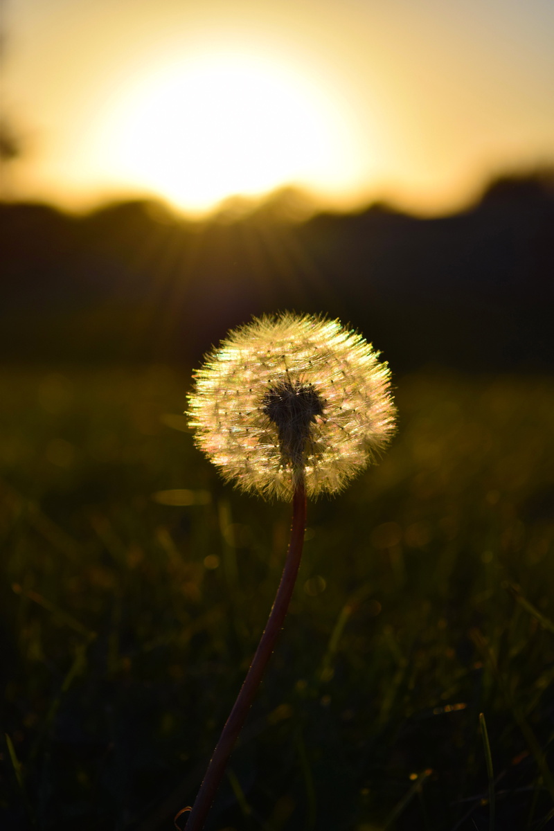 sunset, growth, sun, flora, softness, summer, flowering plant, nature, blow, spring, bloom, vulnerability, stem, land, beauty in nature, allergy, wind