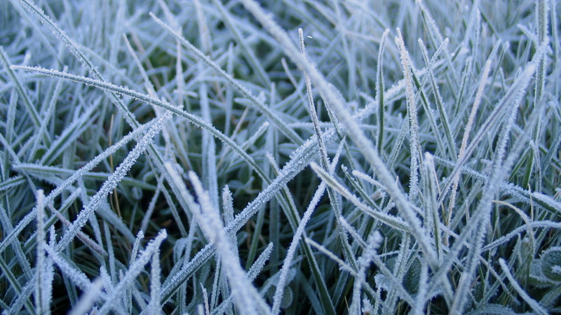 stalk, winter, seed, branch, frozen, environment, blade of grass, day, texture, flora, extreme close-up, grass, garden, growth, summer, close-up, leaf