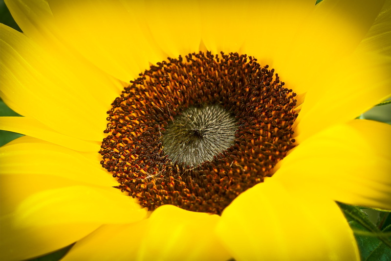 growth, sunflower, rural Scene, freshness, vulnerability, blossom, sunlight, Yellow, 4K, close, outdoors, selective focus, garden, sun, fragility, no People