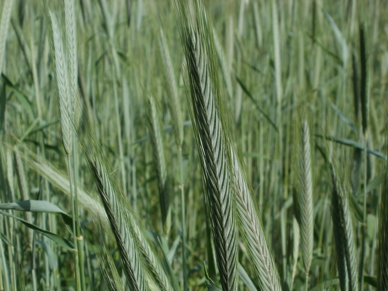 Cereal, no people, plant, cereal Plant, rye - grain, stem, fresh, 1080P, summer, crop, Grain, cereal, natural, harvest, head, food, Agriculture, green color