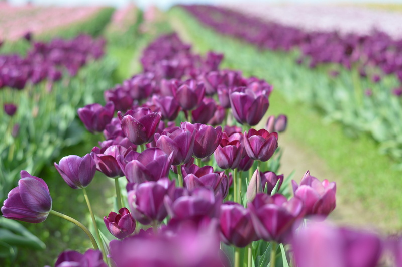 gardening, scenery, land, plant, pink color, 2K, flowering plant, tulipa, fragility, Flower, no people, northwest, softness, bloom, stem, farm, field