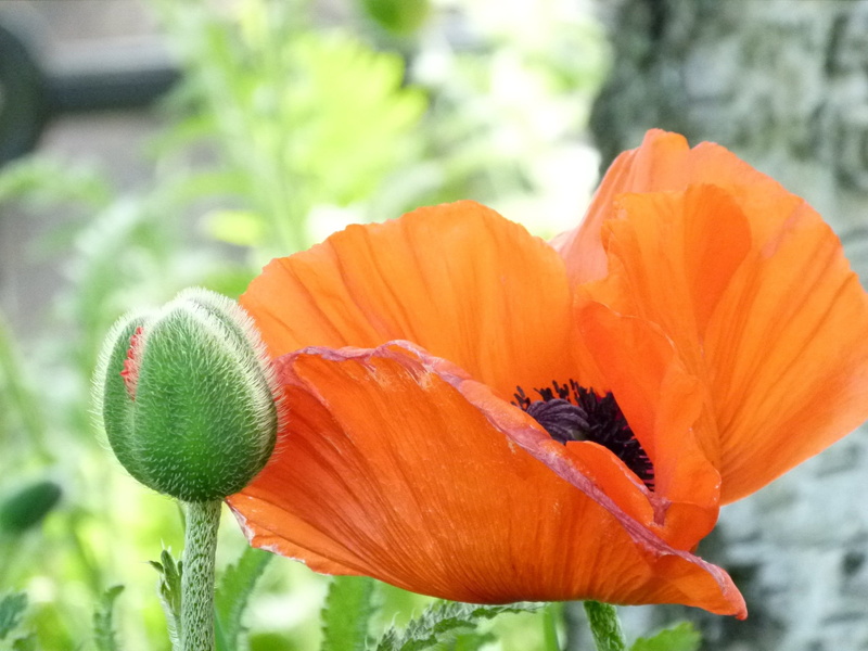 blossom, animal, fresh, poppy bloom, flower head, flowering plant, animal themes, orange color, red petal poppy, vulnerability, pollen, wildflower, floral