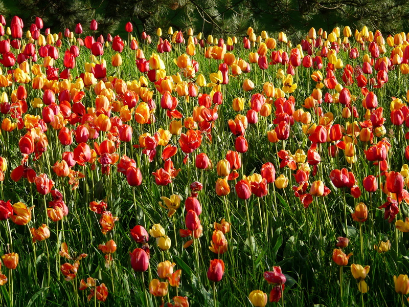 beauty In Nature, day, Tulip, agricultural scene, growth, flowerbed, bloom, multi Colored, plant, inflorescence, background, green Color, idyllic, meadow