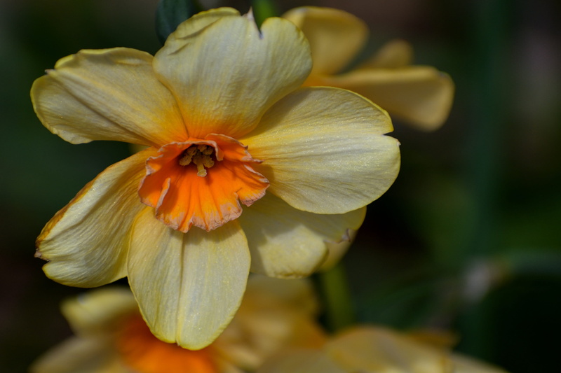 flower head, bloom, beauty, seasonal, blossom, art, springtime, blue, narcissus, fragility, botanical, flower, bouquet, background, Floral, natural, growth