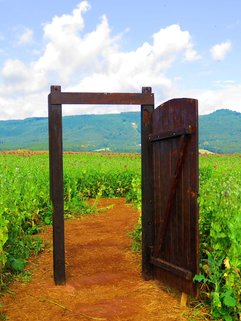 flower, scenics, agriculture, cloud - sky, built structure, away, winemaking, tranquil scene, brown, door, architecture, 4K, day, wooden, field s, grass