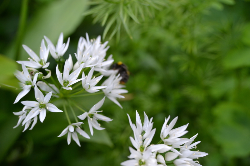 close-up, fragility, insect, animal wildlife, outdoors, flower, allum, herb, flower head, animal, flowering plant, white flower, allium ursinum, ransoms