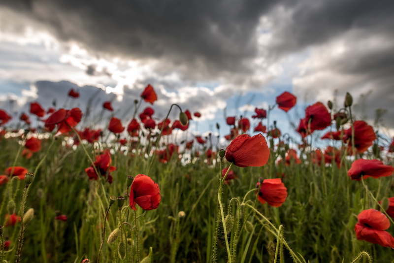 summer flower, plant, sky, poppy, landscape, poppy field, freshness, summer flowers, summer, growth, red poppy, spring flower, meadow flower, 5K, fragility