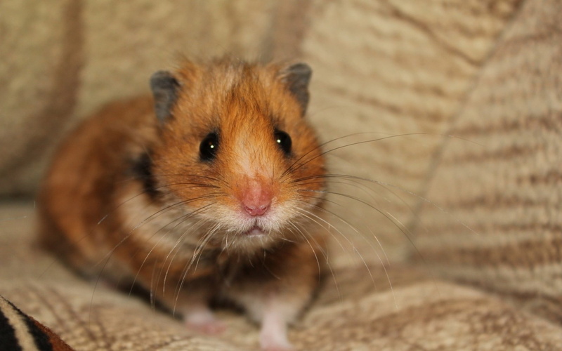 animal hair, young Animal, domestic, cute, hamster, focus on foreground, portrait, eating, animal, rat, pets, looking at camera, animal head, whisker, small