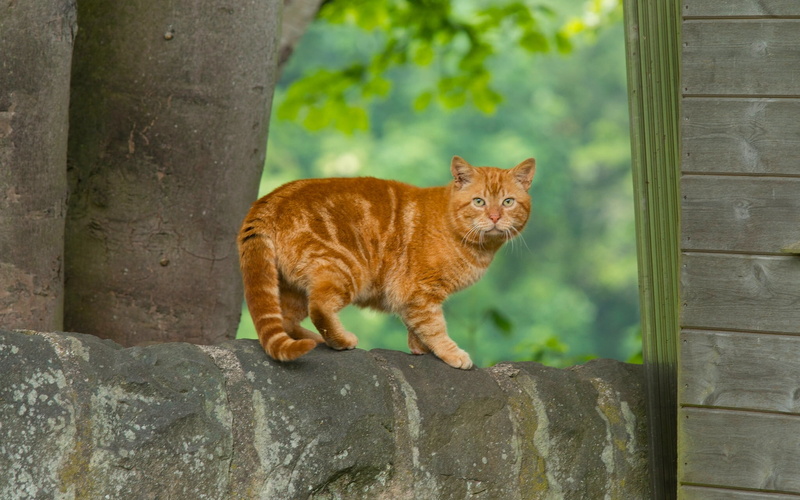 undomesticated Cat, domestic, mammal, cat, orange, looking, domestic Animals, one animal, redhead, feline, striped, vertebrate, orange Color, looking at camera