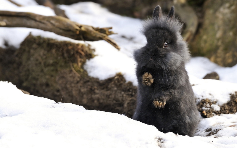 fur, sitting, rabbit, looking, nature, black, rock - object, winter, 2K, mammal, cold temperature, beauty in nature, cute, wildlife, animal wildlife, one Animal