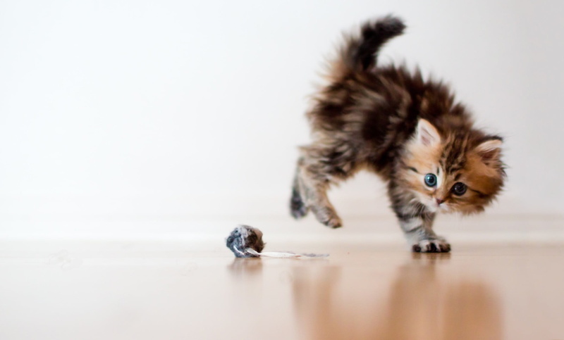 looking, whisker, striped, animal Hair, fur, persian Cat, playful, feline, brown, fun, copy space, indoors, sitting, humor, white, ball, domestic Animals