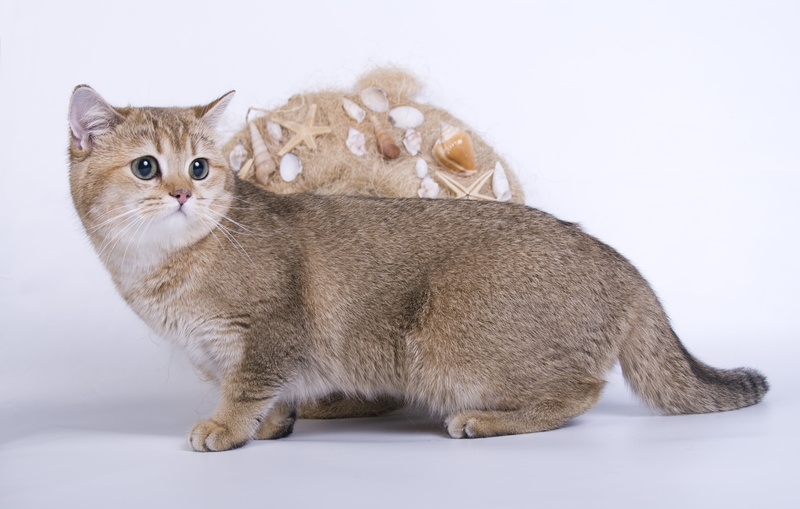 sitting, gray, purebred Cat, tabby, mammal, fluffy, animal, fright, looking, shorthair Cat, domestic, beautiful, young Animal, pets, looking at camera
