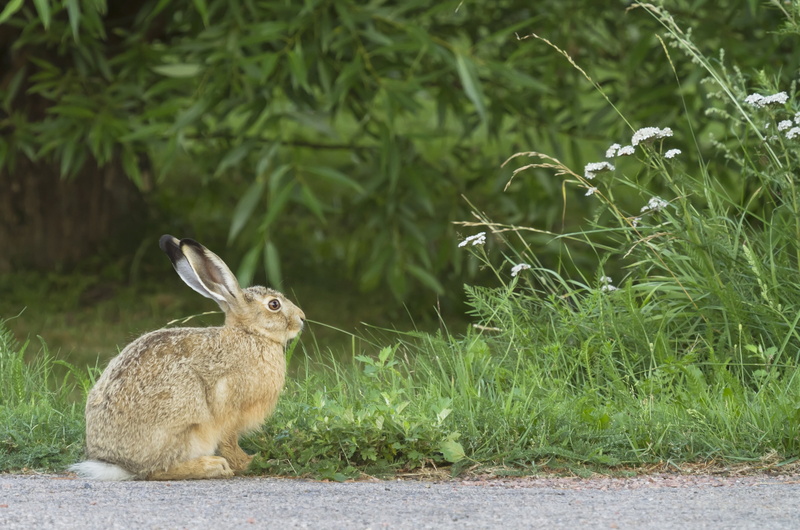 easter, animal themes, hare, growth, outdoors, plant, green Color, land, day, rabbit - Animal, mammal, vertebrate, meadow, fur, cute, animal wildlife, small