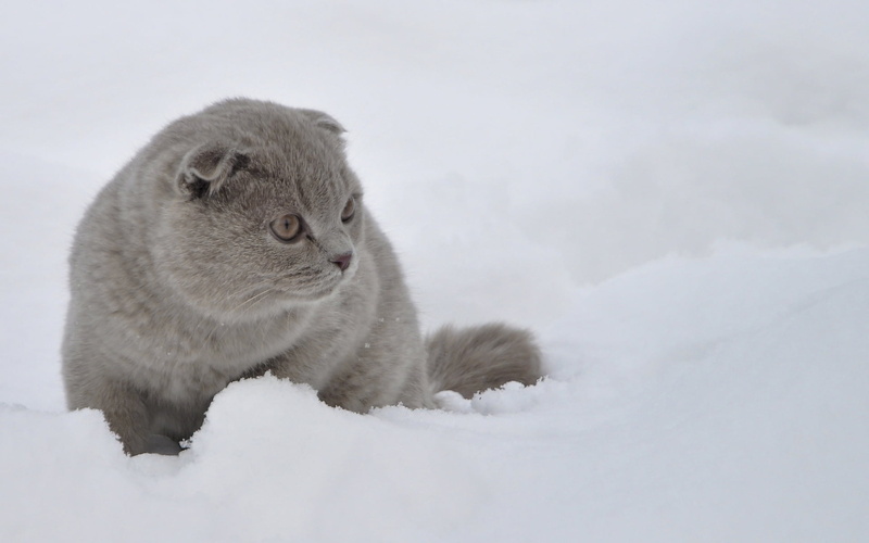 looking away, winter, gray, day, domestic, walk, short, cold temperature, animal wildlife, animal, mammal, fright, furred, one animal, snow, animal themes