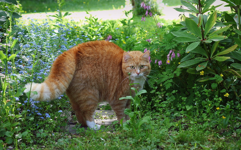 2K, striped, cat, thick, fright