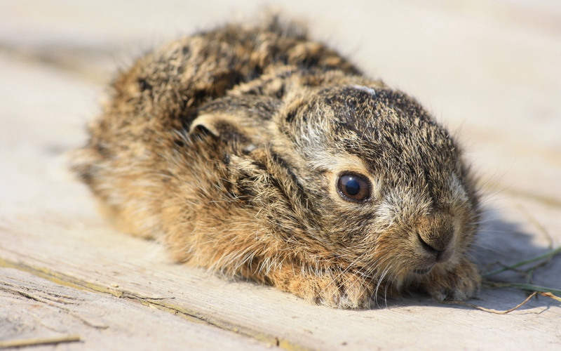 day, fright, portrait, one Animal, fear, wildlife, outdoors, focus on foreground, looking, nature, animal, rabbit, mammal, squirrel, fluffy, grass, animal wildlife