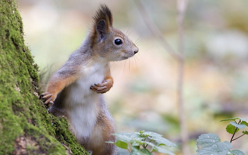 plant, tree, 1080P, nut - Food, no people, forest, rodent, body part, chipmunk, animal eye, animal wildlife, branch, squirrel, woodland, vertebrate, close-up