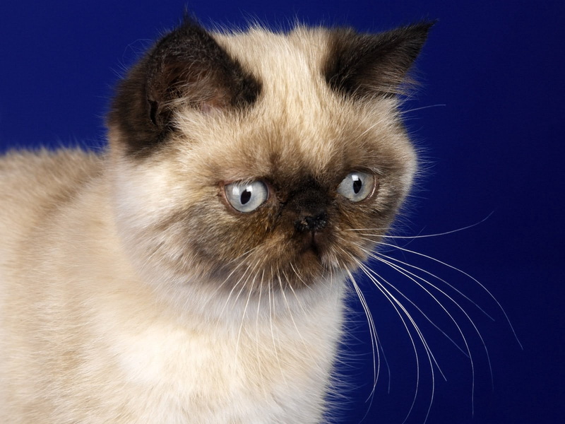 mammal, fright, domestic Animals, look, looking, hair, fur, close-up, softness, cat, whisker, domestic, indoors, animal head, blue, fluffy, cats, surprise