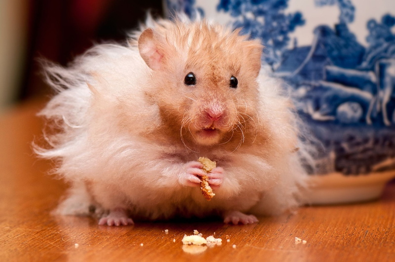 rodent, animal themes, 1080P, food, fear, animal Hair, no people, hamster, studio Shot, indoors, cute, eating, looking at camera, fluffy, portrait, fright